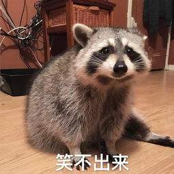 浣熊不高兴凯涅斯：当小动物遇上经济学家，幽默背后的深意探讨